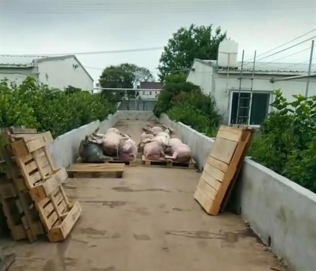 官方回应养猪场停电两百多头猪死亡：没那么多 网上乱讲