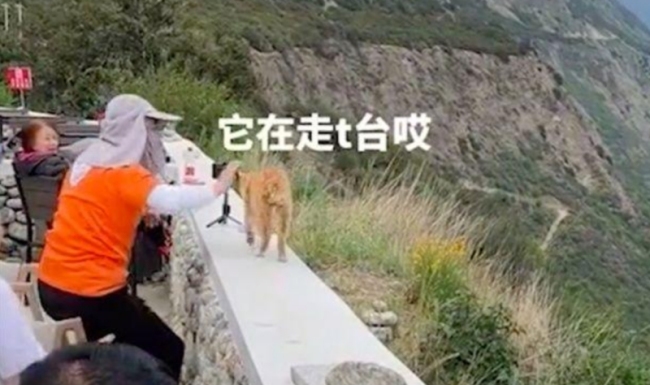 一男子把猫推下山崖
