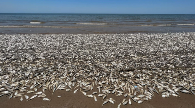 大量死鱼被冲上美国海滩，或因气候变化导致沿岸水域变暖