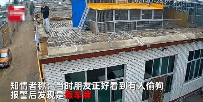 偷狗贼光天化日下作案 男子天台上喂鸽子听到惨叫声，用砖头怒砸汽车 