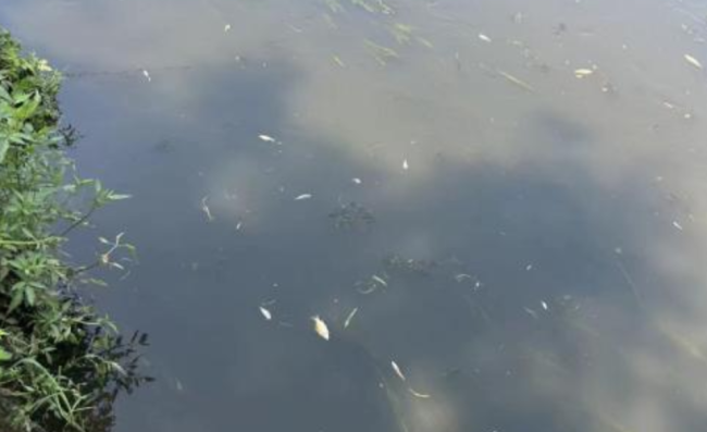 北京多条河流现大量死鱼，官方：天气炎热导致