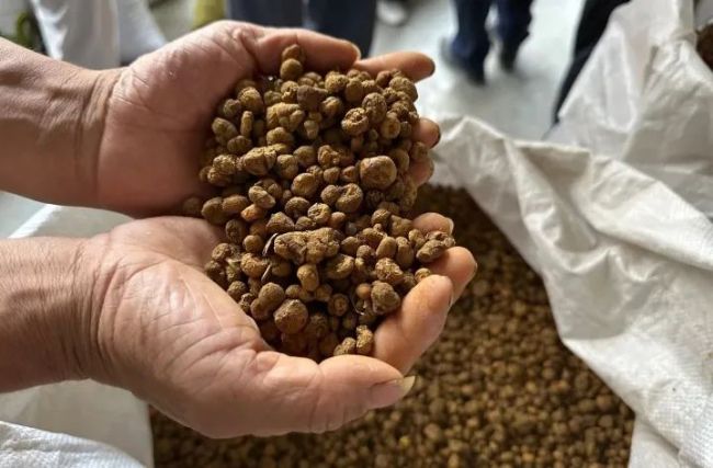浙江一药农10分钟赚52万 有人开车10多个小时连夜抢货
