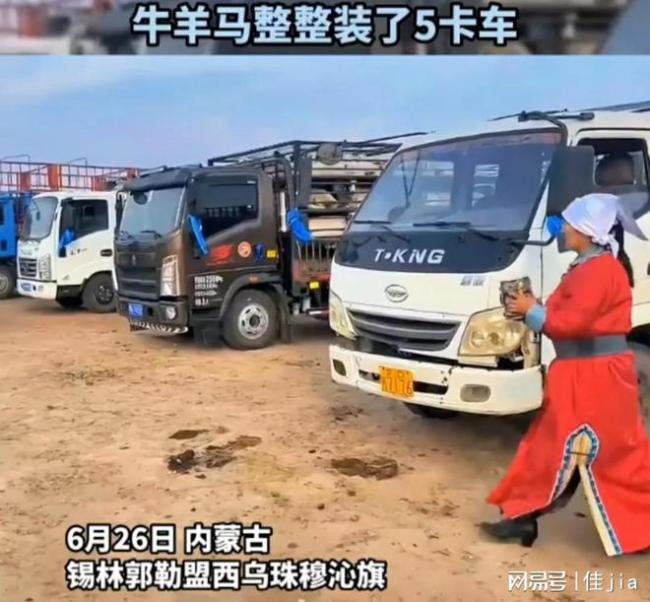 姑娘出嫁陪嫁5车牛羊马，父母表示陪嫁没有炫富只是蒙古族习俗