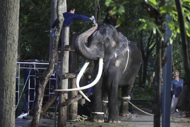 由于健康原因，泰国接回赠斯里兰卡大象