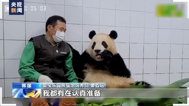 旅韩大熊猫爱宝将产下二胎，饲养员开启昼夜陪护模式