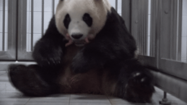 旅韩大熊猫“爱宝”顺利产下双胞胎幼崽
