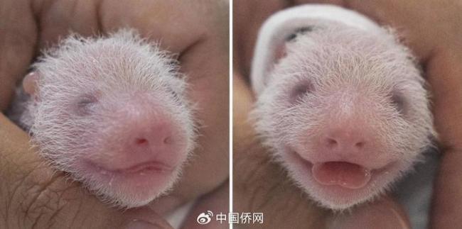 姜爷爷谈爱宝产下双胞胎,再也不用和宋爷爷抢了
