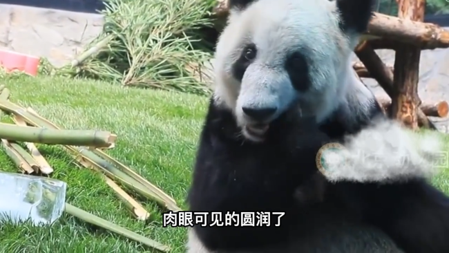 丫丫大口吃冰镇竹笋