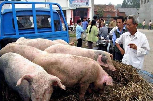 猪肉价格上涨与生猪存栏量密切相关！