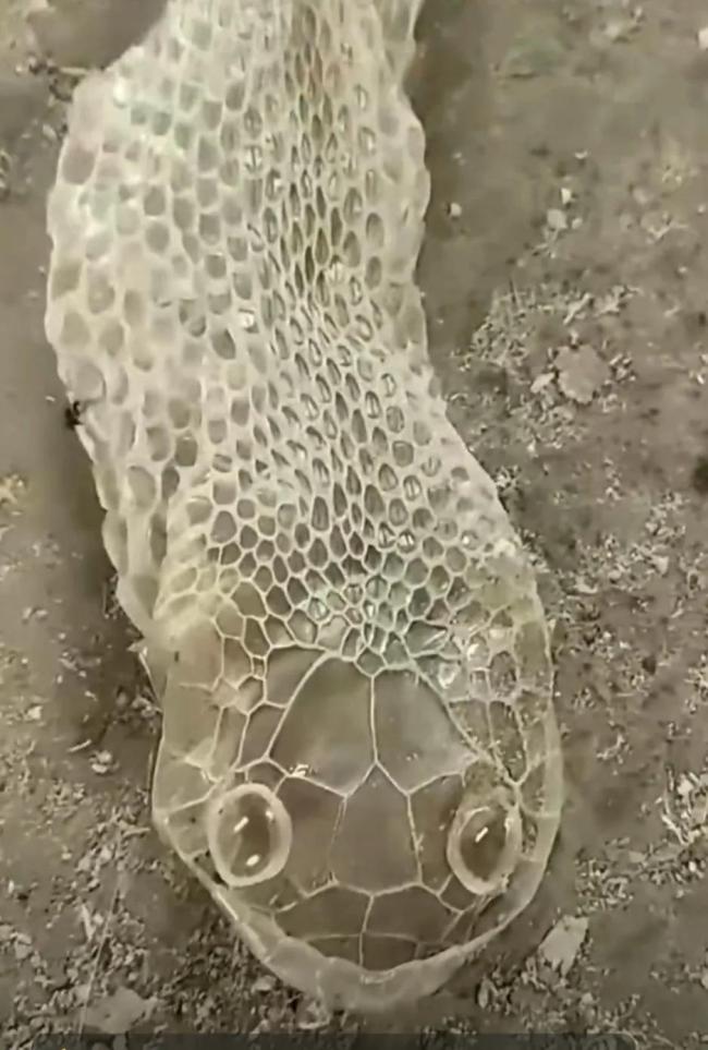 村民发现2米长完整蛇蜕 头上两个圆溜溜的大眼睛抢镜