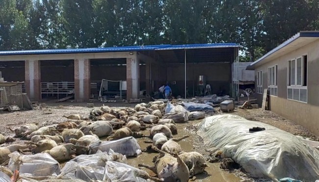 被洪水淹死的几百只羊有了归宿 将被无害化处理