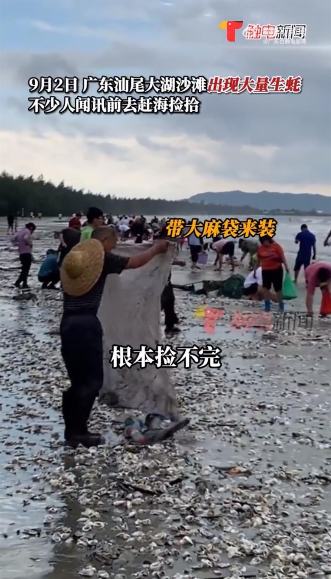 广东海滩出现大量海鲜 当地居民：拿麻袋来捡，根本捡不完