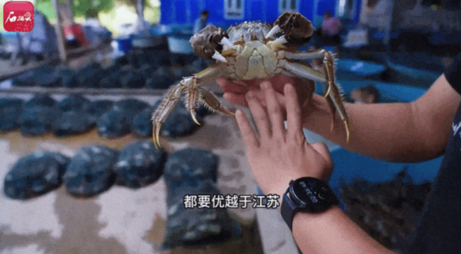新疆螃蟹打进了江苏市场，这不是开玩笑！