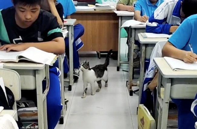 小猫误闯教室非要跳男孩怀里！
