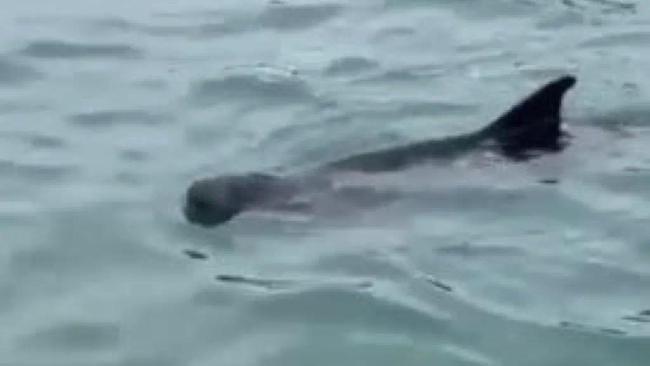 香港水域再现鲸的踪迹 渔护署提醒：勿追鲸，追鲸或违法
