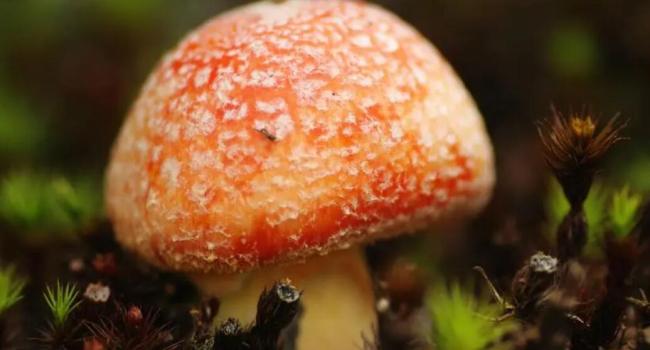 女子吃野生菌后光脚报警