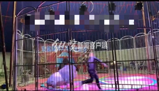 官方回应狮子撕咬驯兽员：工作人员手臂受伤，没有观众受伤