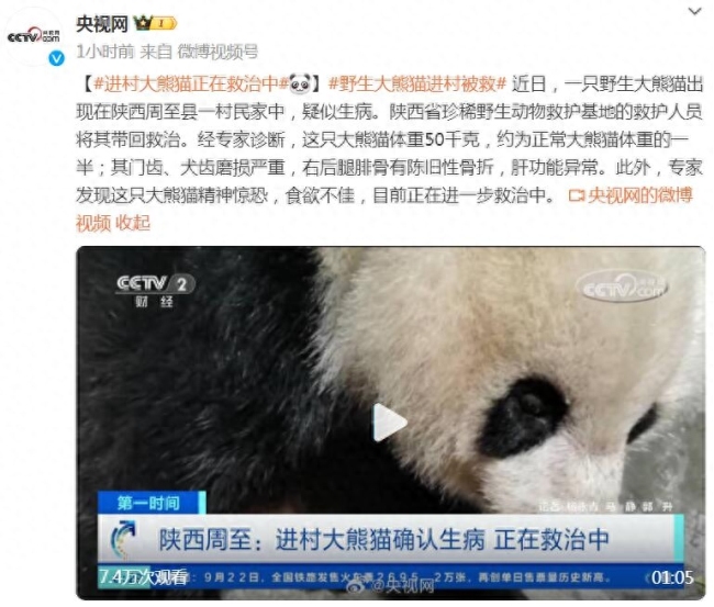 进村野生大熊猫经检查后腿腹腔均有疾病，目前正在全力救治