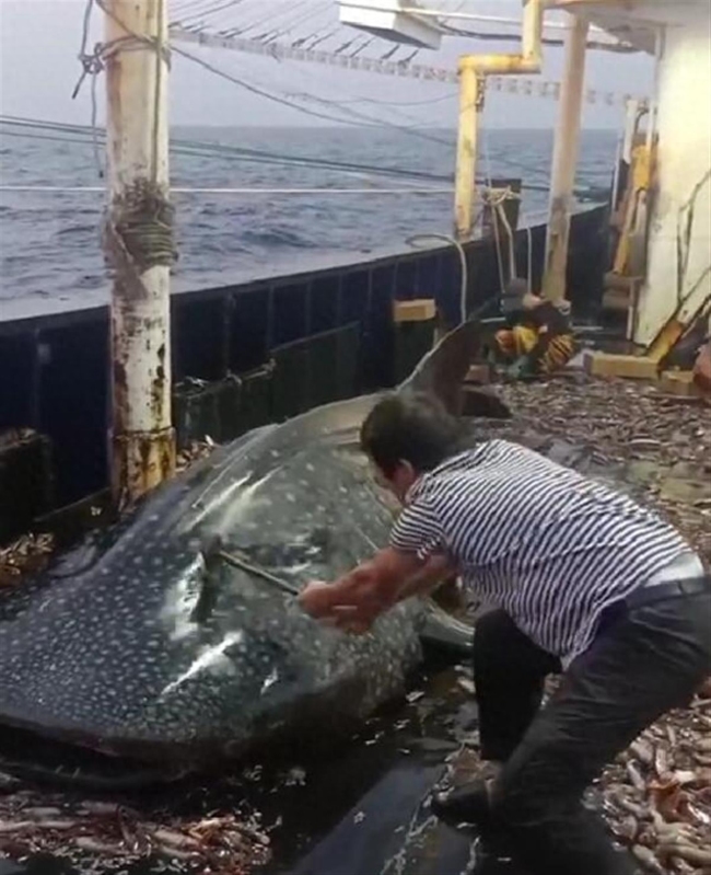 太残忍！渔船船员多次用铁锤虐打鲸鲨后丢回海中，浙江海警局：已控制涉事船只和人员