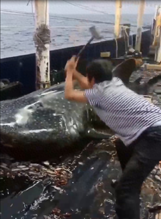 船员用铁锤虐打鲸鲨头部后丢回海中 警方：已连夜控制涉事渔船和人员