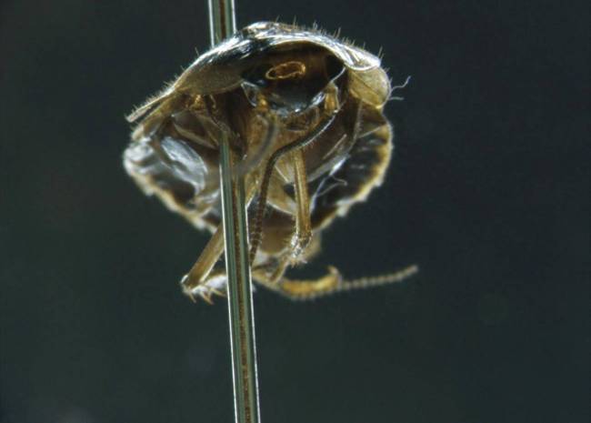 宁夏截获输入性病媒生物：繁殖能力强、携带多种细菌病毒