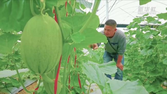 新华视点｜退伍不褪色 振兴谱新篇