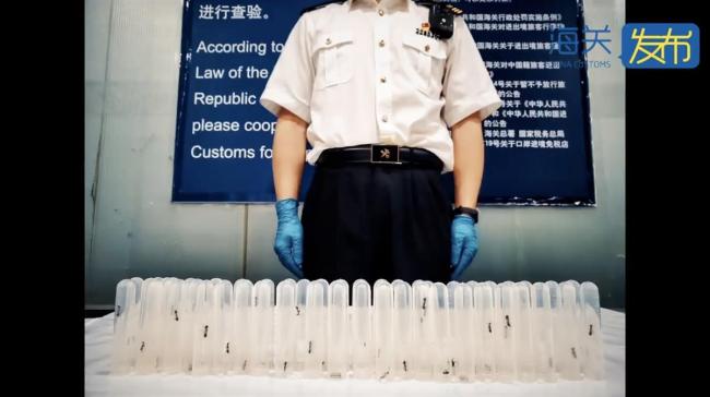 女子藏49只昆虫入境被查 网友：这些水果“蛋白质超标”