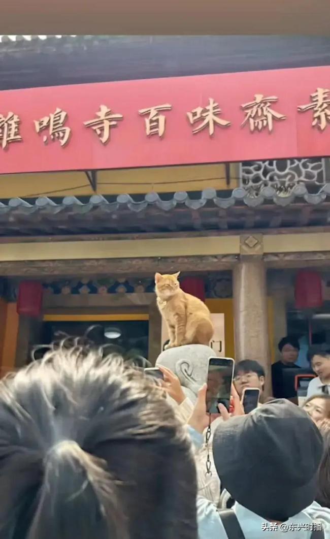 发现了鸡鸣寺的顶流“善喜” 被众多游客围住拍照、抚摸
