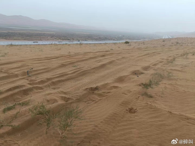 沙漠上万棵治沙植物被越野车碾轧 现场留大量垃圾