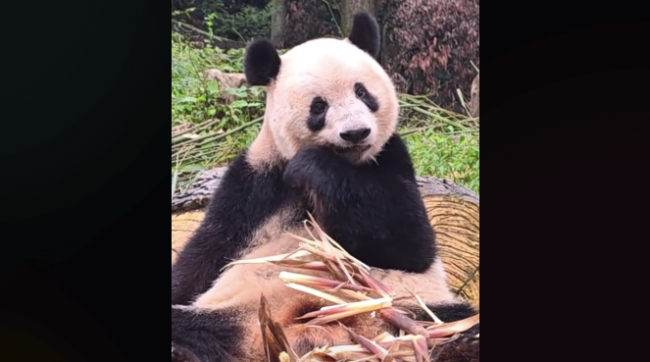 香香公主长胖了一圈，网友：祝福宝贝熊生顺遂！