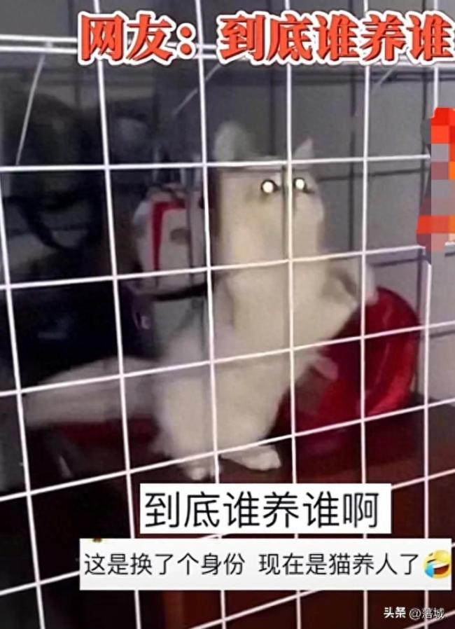 谁养谁？女子养猫将自己关进笼子：为给猫更大活动空间