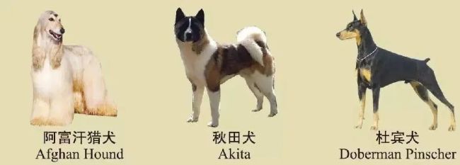 辽宁省禁养犬种名单：烈性犬39种，大型犬9种！
