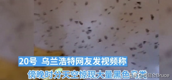 内蒙古乌兰浩特天空 惊现大量黑色鸟群不断聚集盘旋