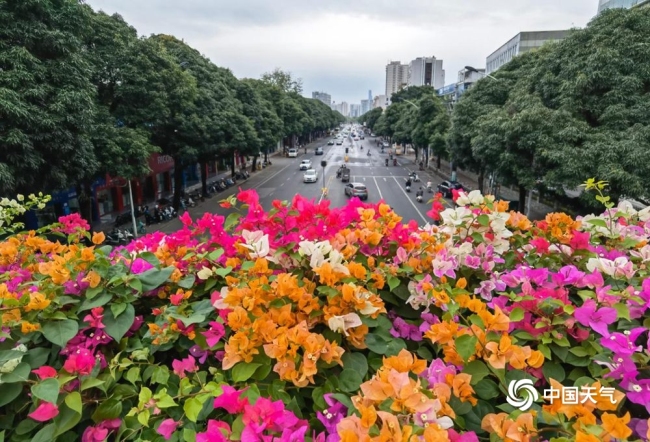 嬌豔又浪漫！秋季的南寧街道三角梅花開正豔