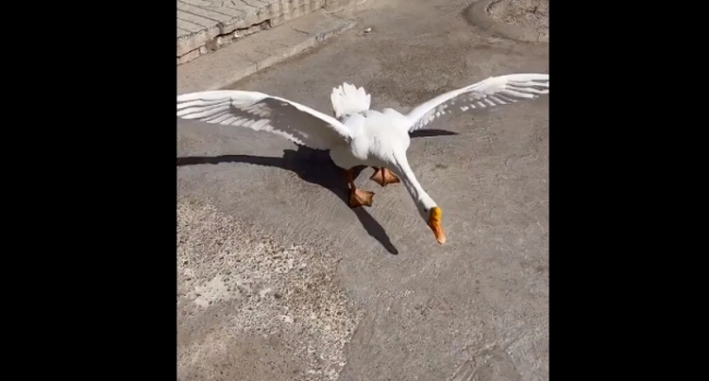 遭狗狗以多欺少撞飞大鹅气得直跺脚！