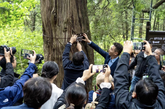 央视主持人康辉认养千年古柏，现身四川广元