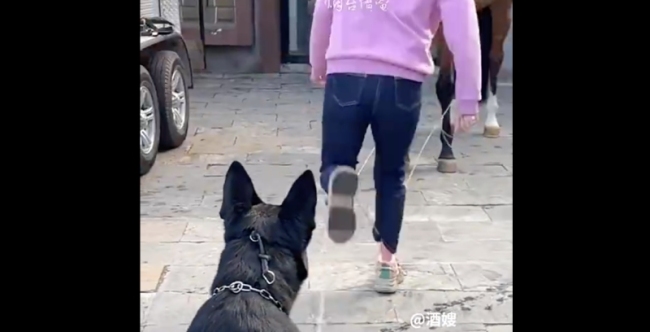 主人跳皮筋 狗狗和马儿当工具人