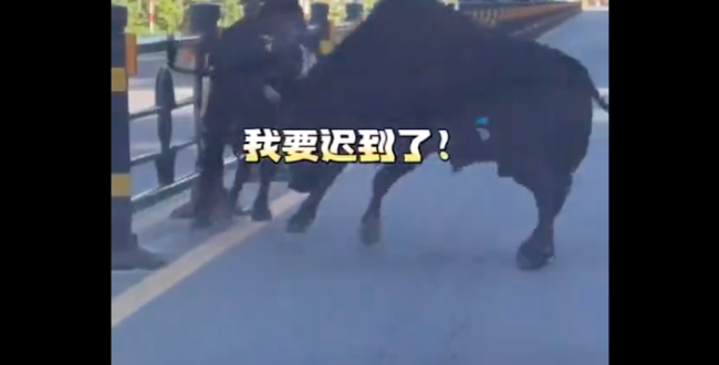 上班途中偶遇两头牛打架 牛夫妻俩干架呢？