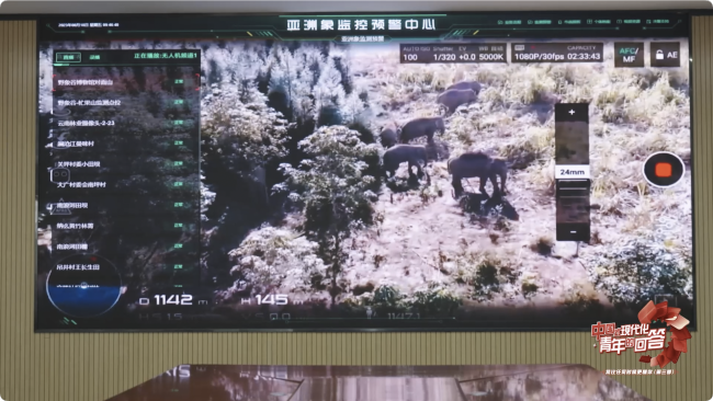 中国式现代化·青年的回答丨怎么“秒懂”热带雨林里的亚洲象？