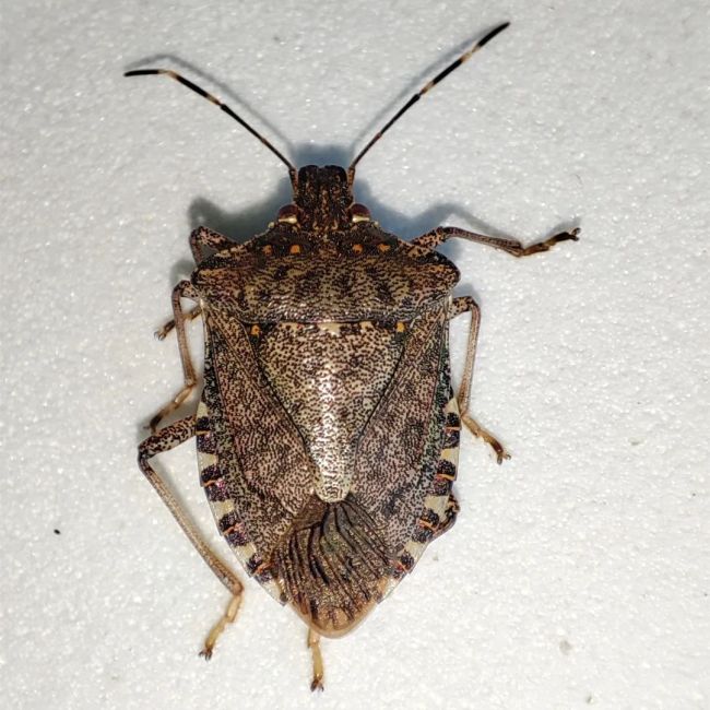 浙江多地出现大量臭屁虫有人一天从家里抓出上百只4