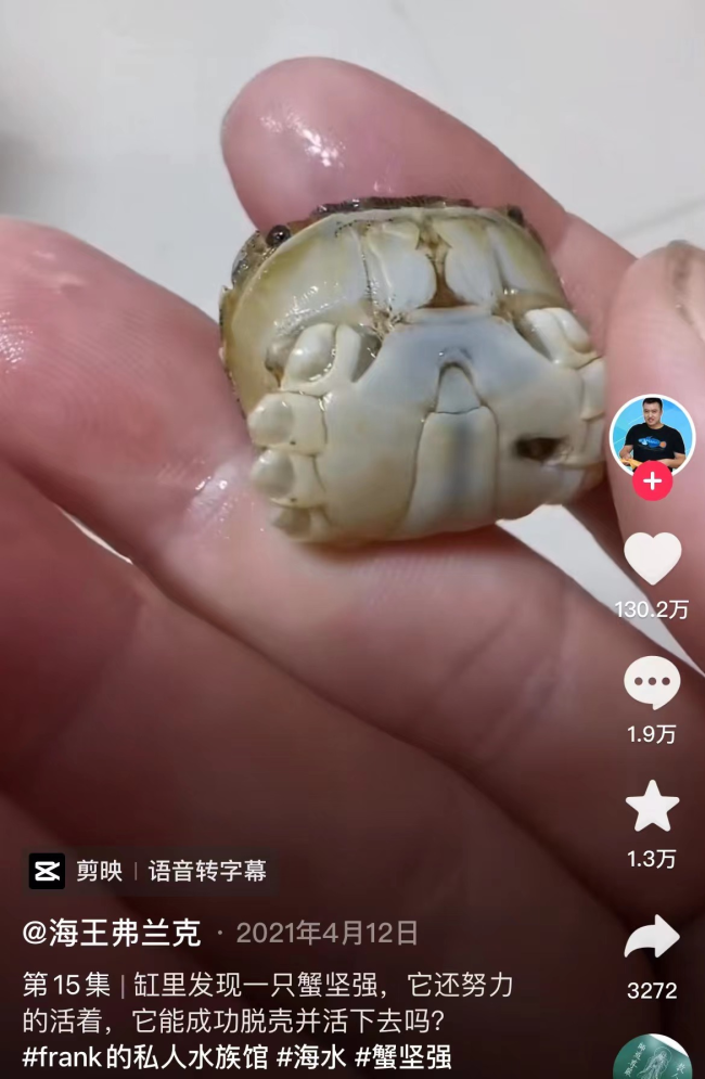 36岁工程师痴迷于海洋生物变“海王”走红