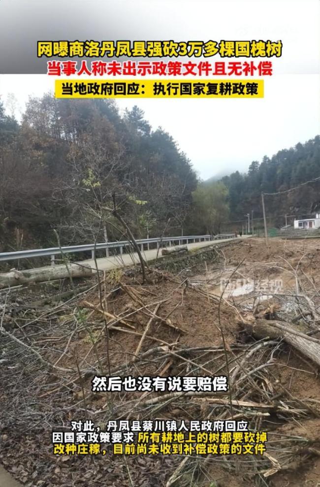 3万多棵国槐树被强行砍伐且无补偿！商洛当地回应：为执行国家复耕政策