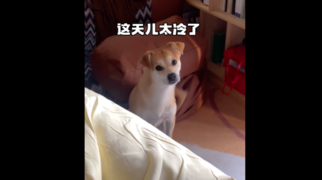 狗狗冻成狗了妈妈酱斯密马赛妈妈酱狗狗如何能上床呢