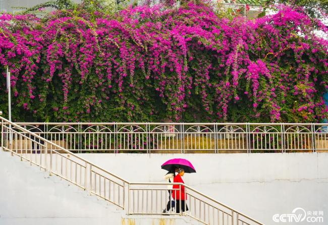 广西桂林：路旁三角梅花开正盛 如瀑布倾泻而下