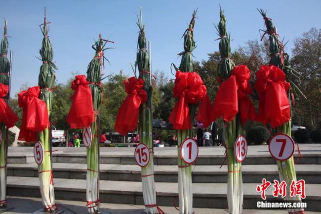 山东章丘大葱今年葱王2586米比姚明还高一头