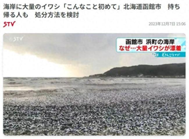 原因不明！北海道现大量沙丁鱼尸体 密密麻麻绵延100米