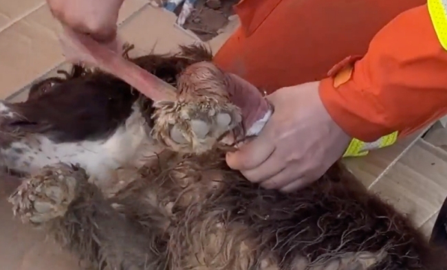 甘肃地震：搜救犬“肥肥”被玻璃划伤血流不止