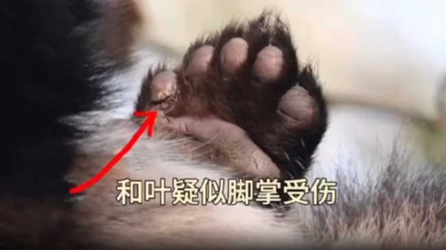 大熊猫和叶因伤暂停营业 粉丝坐不住了表示心疼