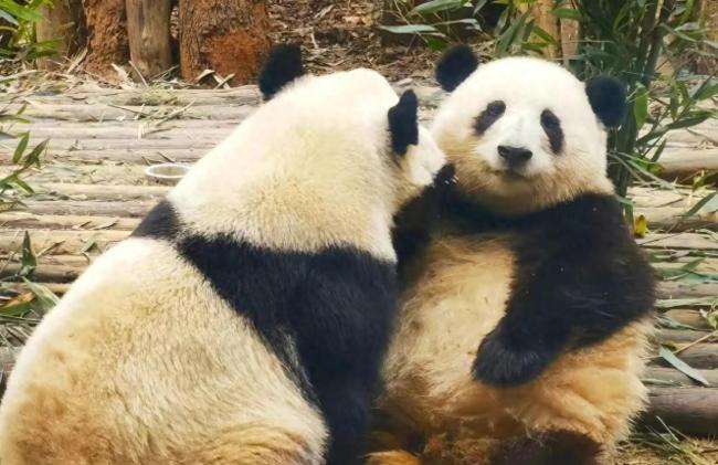 新生大熊猫没有明显第二性征 被证实原来是“妹妹”！ 此前与“花花”的“姐弟”组合深受游客喜爱