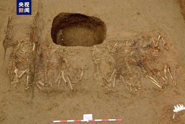 秦始皇帝陵1号陪葬墓取得重大考古收获